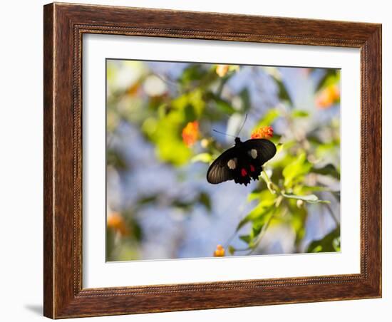 A Beautiful Butterfly in Iguazu National Park-Alex Saberi-Framed Photographic Print