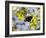 A Beautiful Butterfly in Iguazu National Park-Alex Saberi-Framed Photographic Print