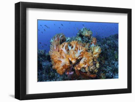 A Beautiful Cluster of Soft Coral Colonies on a Coral Reef in Indonesia-Stocktrek Images-Framed Photographic Print