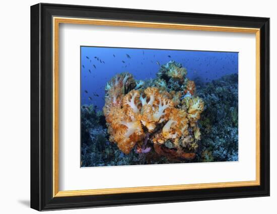 A Beautiful Cluster of Soft Coral Colonies on a Coral Reef in Indonesia-Stocktrek Images-Framed Photographic Print