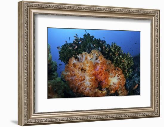 A Beautiful Cluster of Soft Coral Colonies on a Coral Reef in Indonesia-Stocktrek Images-Framed Photographic Print