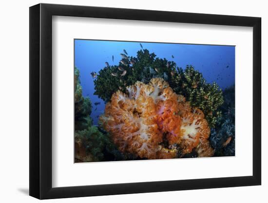 A Beautiful Cluster of Soft Coral Colonies on a Coral Reef in Indonesia-Stocktrek Images-Framed Photographic Print