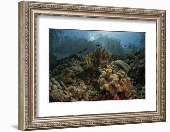 A Beautiful Coral Reef Grows in Komodo National Park, Indonesia-Stocktrek Images-Framed Photographic Print