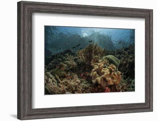 A Beautiful Coral Reef Grows in Komodo National Park, Indonesia-Stocktrek Images-Framed Photographic Print