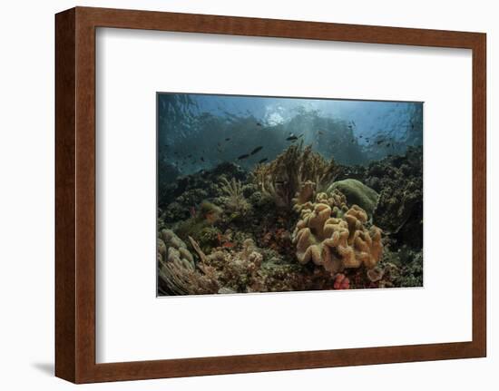 A Beautiful Coral Reef Grows in Komodo National Park, Indonesia-Stocktrek Images-Framed Photographic Print