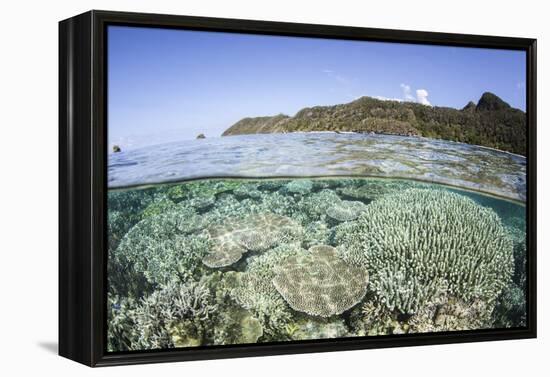 A Beautiful Coral Reef in Raja Ampat, Indonesia-Stocktrek Images-Framed Premier Image Canvas