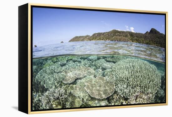 A Beautiful Coral Reef in Raja Ampat, Indonesia-Stocktrek Images-Framed Premier Image Canvas