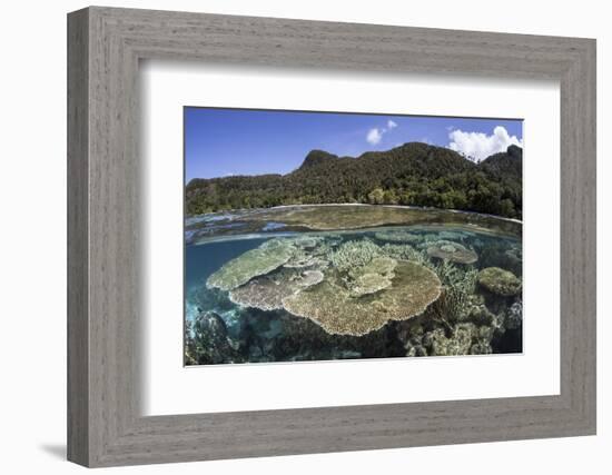 A Beautiful Coral Reef in Raja Ampat, Indonesia-Stocktrek Images-Framed Photographic Print