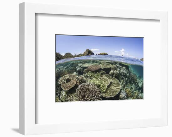 A Beautiful Coral Reef in Raja Ampat, Indonesia-Stocktrek Images-Framed Photographic Print