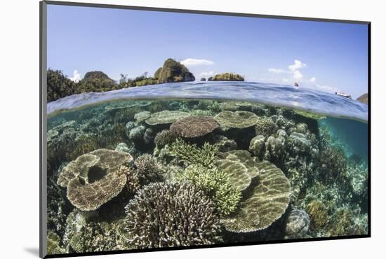 A Beautiful Coral Reef in Raja Ampat, Indonesia-Stocktrek Images-Mounted Photographic Print