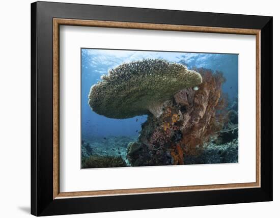 A Beautiful Coral Reef Thrives in Komodo National Park, Indonesia-Stocktrek Images-Framed Photographic Print