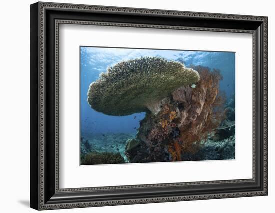 A Beautiful Coral Reef Thrives in Komodo National Park, Indonesia-Stocktrek Images-Framed Photographic Print