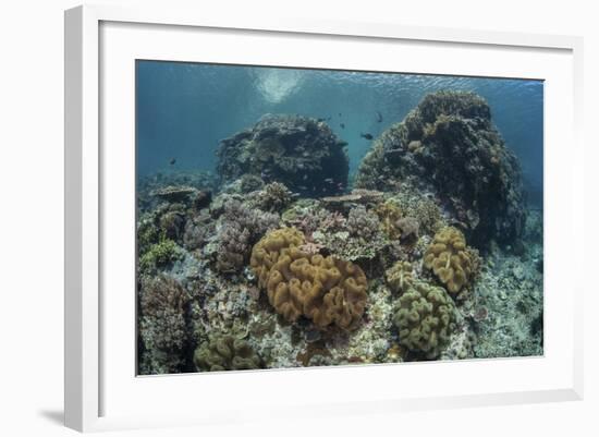 A Beautiful Coral Reef Thrives in Komodo National Park, Indonesia-Stocktrek Images-Framed Photographic Print