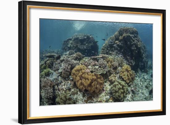 A Beautiful Coral Reef Thrives in Komodo National Park, Indonesia-Stocktrek Images-Framed Photographic Print