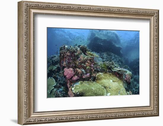 A Beautiful Coral Reef Thrives on an Underwater Slope in Indonesia-Stocktrek Images-Framed Photographic Print