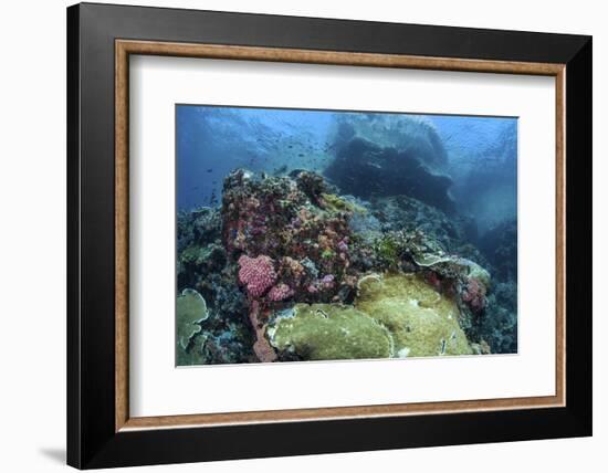 A Beautiful Coral Reef Thrives on an Underwater Slope in Indonesia-Stocktrek Images-Framed Photographic Print