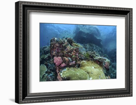 A Beautiful Coral Reef Thrives on an Underwater Slope in Indonesia-Stocktrek Images-Framed Photographic Print