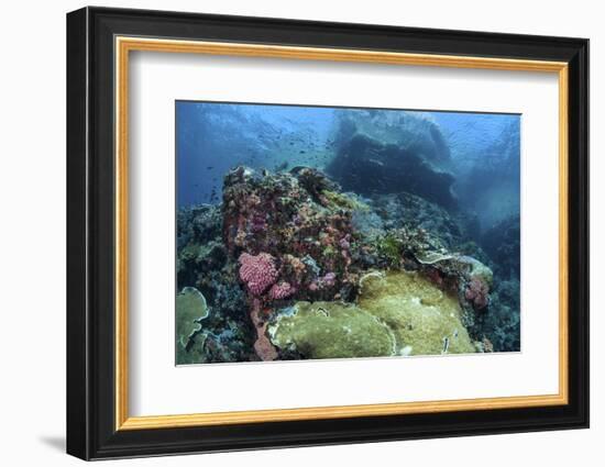 A Beautiful Coral Reef Thrives on an Underwater Slope in Indonesia-Stocktrek Images-Framed Photographic Print