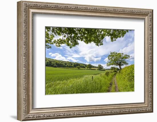 A Beautiful Day Along the Chiltern Walk, the Chilterns, Buckinghamshire, England-Charlie Harding-Framed Photographic Print