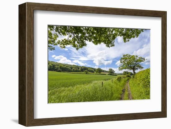 A Beautiful Day Along the Chiltern Walk, the Chilterns, Buckinghamshire, England-Charlie Harding-Framed Photographic Print