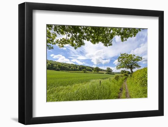 A Beautiful Day Along the Chiltern Walk, the Chilterns, Buckinghamshire, England-Charlie Harding-Framed Photographic Print