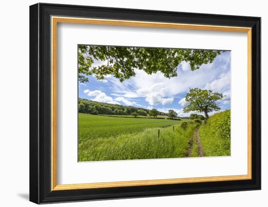 A Beautiful Day Along the Chiltern Walk, the Chilterns, Buckinghamshire, England-Charlie Harding-Framed Photographic Print