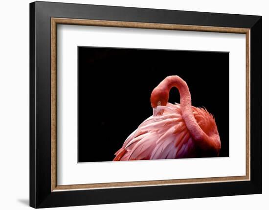 A Beautiful Flamingo Cleaning its Feathers / Shy / American Flamingo Photographed at Flamingo Garde-Michelle Sherwood-Framed Photographic Print