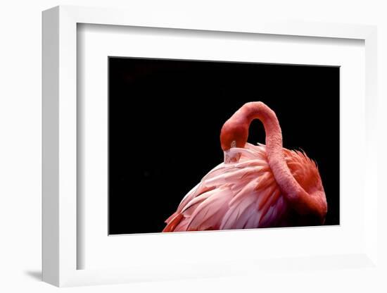 A Beautiful Flamingo Cleaning its Feathers / Shy / American Flamingo Photographed at Flamingo Garde-Michelle Sherwood-Framed Photographic Print