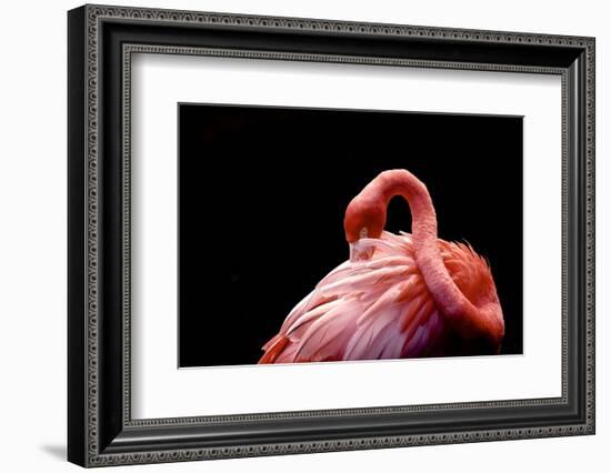 A Beautiful Flamingo Cleaning its Feathers / Shy / American Flamingo Photographed at Flamingo Garde-Michelle Sherwood-Framed Photographic Print