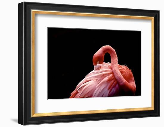 A Beautiful Flamingo Cleaning its Feathers / Shy / American Flamingo Photographed at Flamingo Garde-Michelle Sherwood-Framed Photographic Print