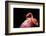 A Beautiful Flamingo Cleaning its Feathers / Shy / American Flamingo Photographed at Flamingo Garde-Michelle Sherwood-Framed Photographic Print