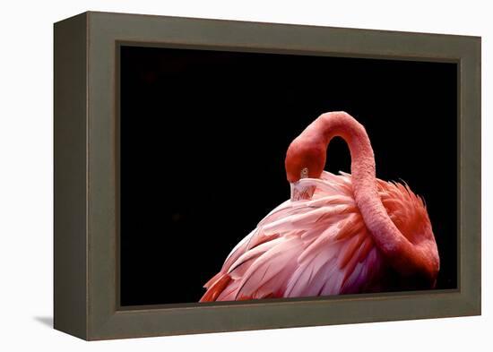 A Beautiful Flamingo Cleaning its Feathers / Shy / American Flamingo Photographed at Flamingo Garde-Michelle Sherwood-Framed Premier Image Canvas