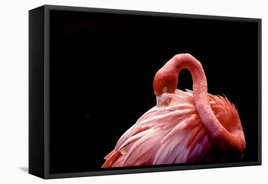 A Beautiful Flamingo Cleaning its Feathers / Shy / American Flamingo Photographed at Flamingo Garde-Michelle Sherwood-Framed Premier Image Canvas