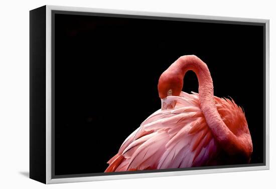 A Beautiful Flamingo Cleaning its Feathers / Shy / American Flamingo Photographed at Flamingo Garde-Michelle Sherwood-Framed Premier Image Canvas