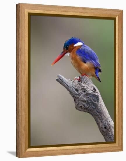 A Beautiful Malachite Kingfisher Perched Overlooking the Rufiji River in Selous Game Reserve-Nigel Pavitt-Framed Premier Image Canvas