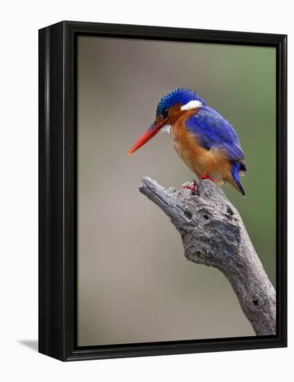 A Beautiful Malachite Kingfisher Perched Overlooking the Rufiji River in Selous Game Reserve-Nigel Pavitt-Framed Premier Image Canvas