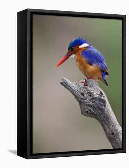 A Beautiful Malachite Kingfisher Perched Overlooking the Rufiji River in Selous Game Reserve-Nigel Pavitt-Framed Premier Image Canvas