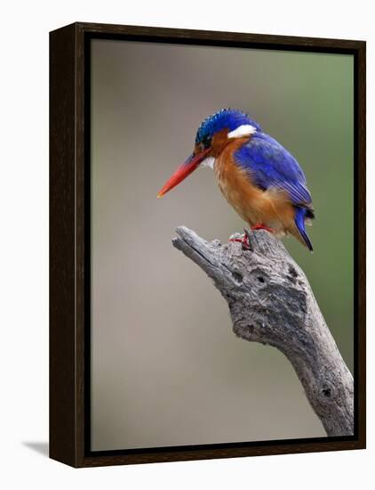 A Beautiful Malachite Kingfisher Perched Overlooking the Rufiji River in Selous Game Reserve-Nigel Pavitt-Framed Premier Image Canvas