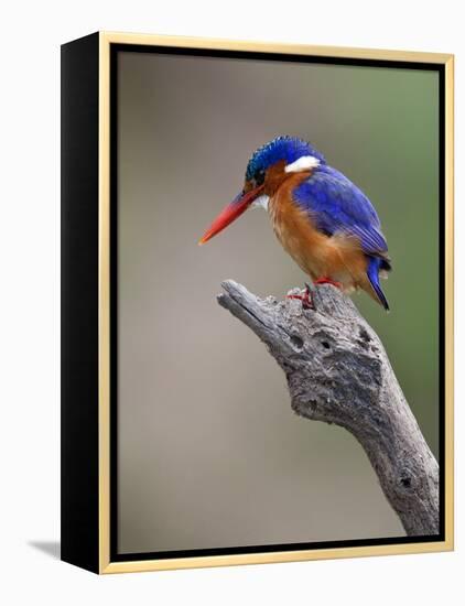 A Beautiful Malachite Kingfisher Perched Overlooking the Rufiji River in Selous Game Reserve-Nigel Pavitt-Framed Premier Image Canvas