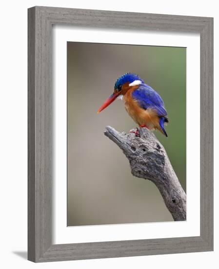 A Beautiful Malachite Kingfisher Perched Overlooking the Rufiji River in Selous Game Reserve-Nigel Pavitt-Framed Photographic Print