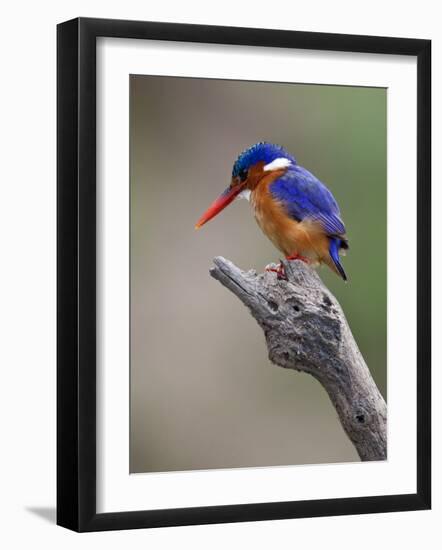 A Beautiful Malachite Kingfisher Perched Overlooking the Rufiji River in Selous Game Reserve-Nigel Pavitt-Framed Photographic Print