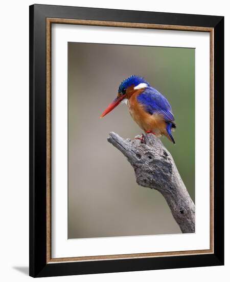 A Beautiful Malachite Kingfisher Perched Overlooking the Rufiji River in Selous Game Reserve-Nigel Pavitt-Framed Photographic Print