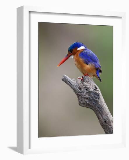 A Beautiful Malachite Kingfisher Perched Overlooking the Rufiji River in Selous Game Reserve-Nigel Pavitt-Framed Photographic Print