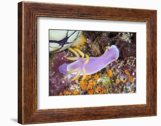 A Beautiful Nudibranch Crawls Slowly across a Reef-Stocktrek Images-Framed Photographic Print