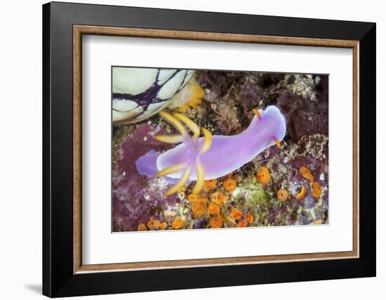 A Beautiful Nudibranch Crawls Slowly across a Reef-Stocktrek Images-Framed Photographic Print