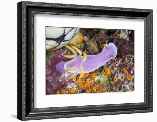 A Beautiful Nudibranch Crawls Slowly across a Reef-Stocktrek Images-Framed Photographic Print