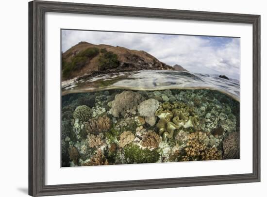 A Beautiful Reef Grows in Komodo National Park, Indonesia-Stocktrek Images-Framed Photographic Print