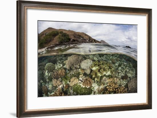 A Beautiful Reef Grows in Komodo National Park, Indonesia-Stocktrek Images-Framed Photographic Print