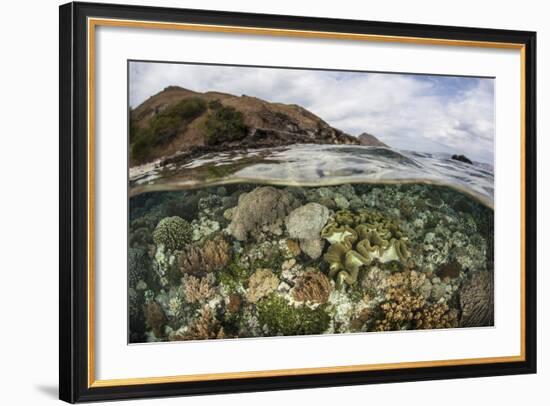 A Beautiful Reef Grows in Komodo National Park, Indonesia-Stocktrek Images-Framed Photographic Print