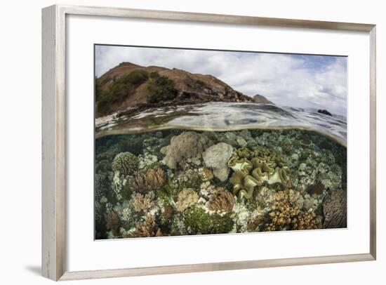 A Beautiful Reef Grows in Komodo National Park, Indonesia-Stocktrek Images-Framed Photographic Print